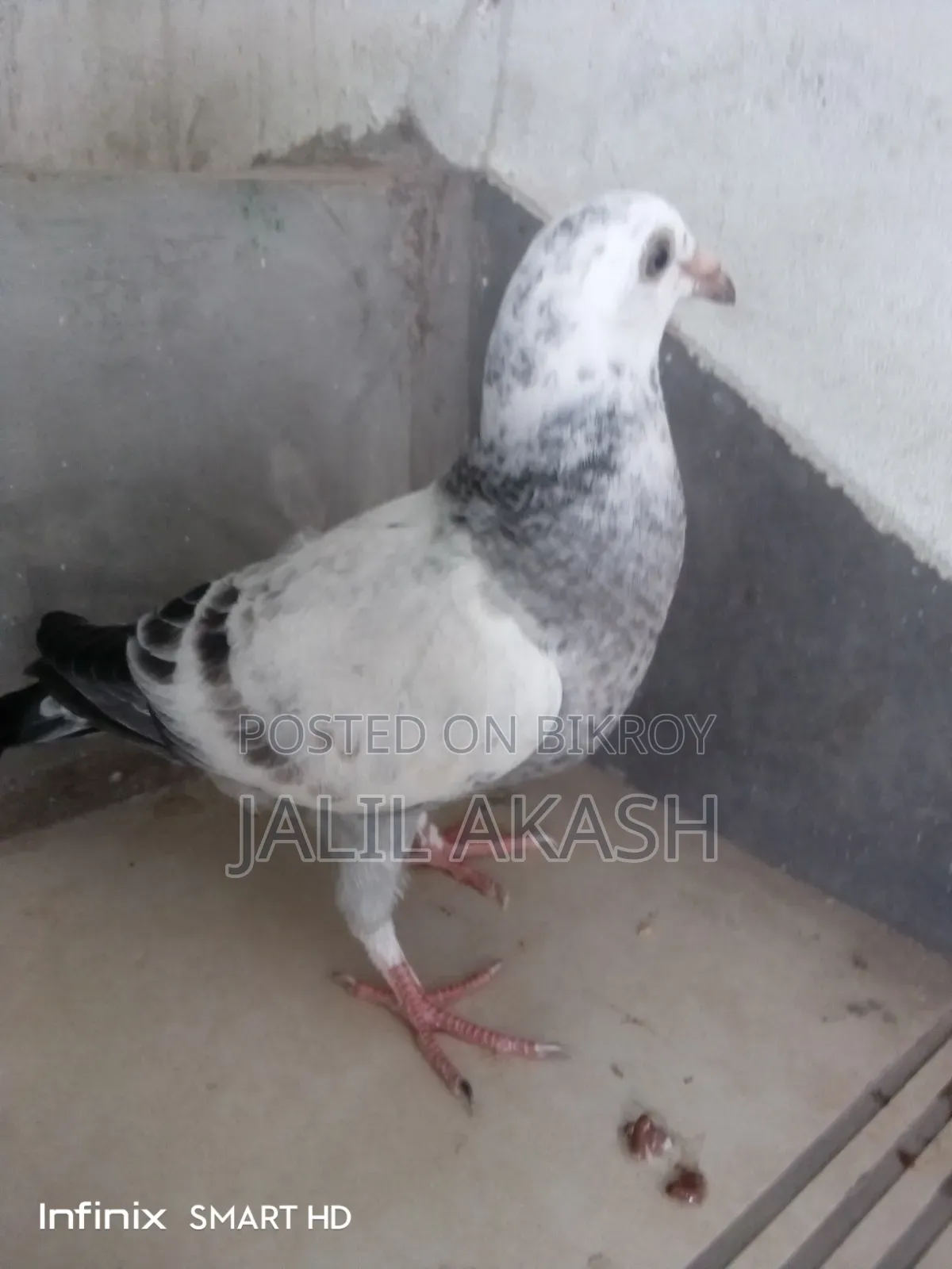 গ্রীজেল ১ বছরের বেবি