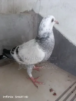 গ্রীজেল ১ বছরের বেবি