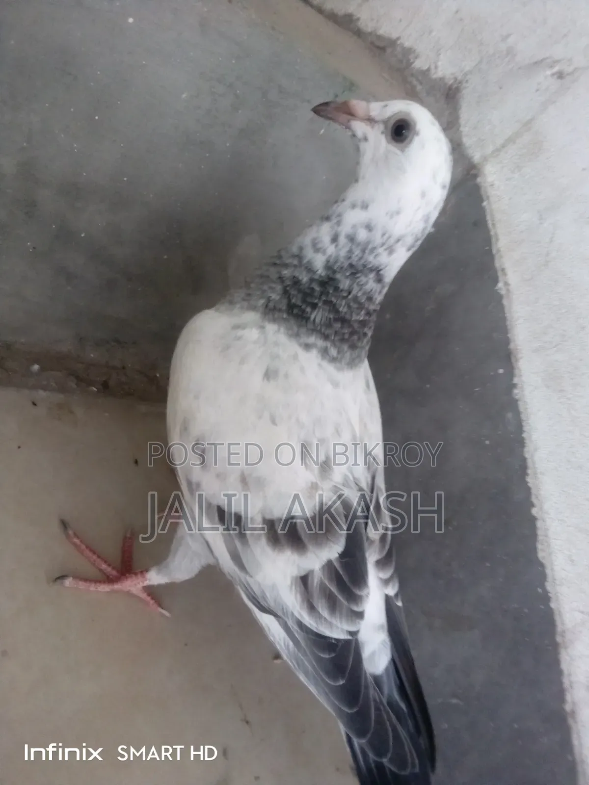 গ্রীজেল ১ বছরের বেবি