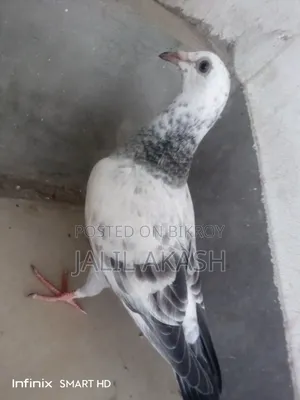 গ্রীজেল ১ বছরের বেবি