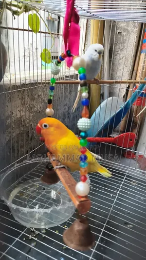 Love Bird Lutino