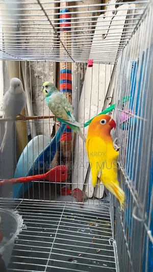 Love Bird Lutino