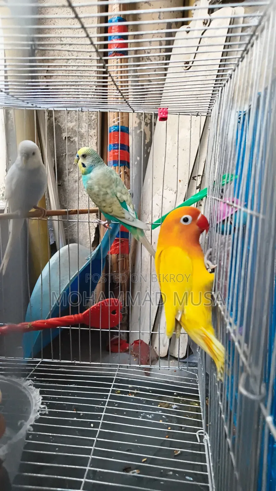 Love Bird Lutino