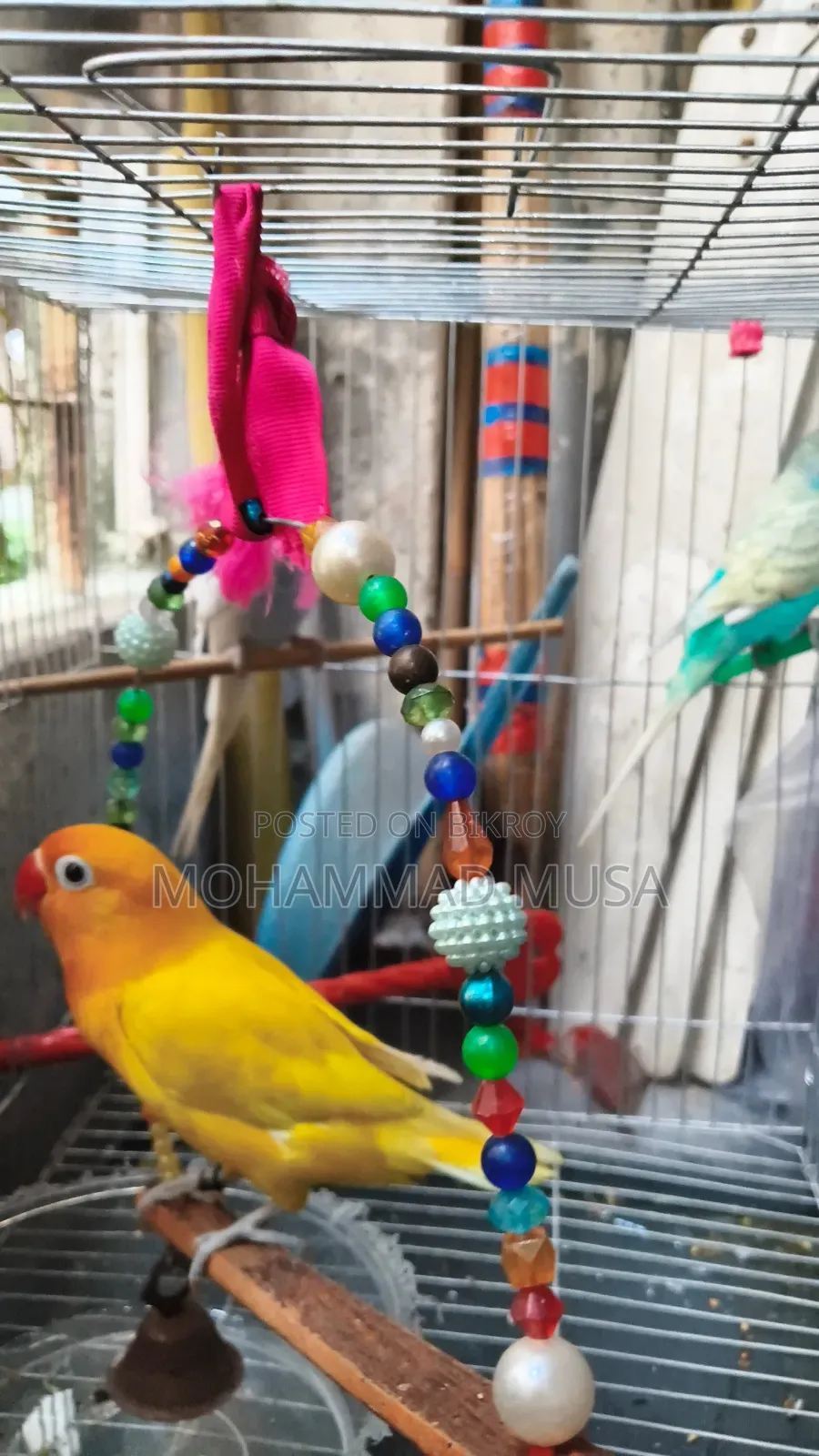 Love Bird Lutino