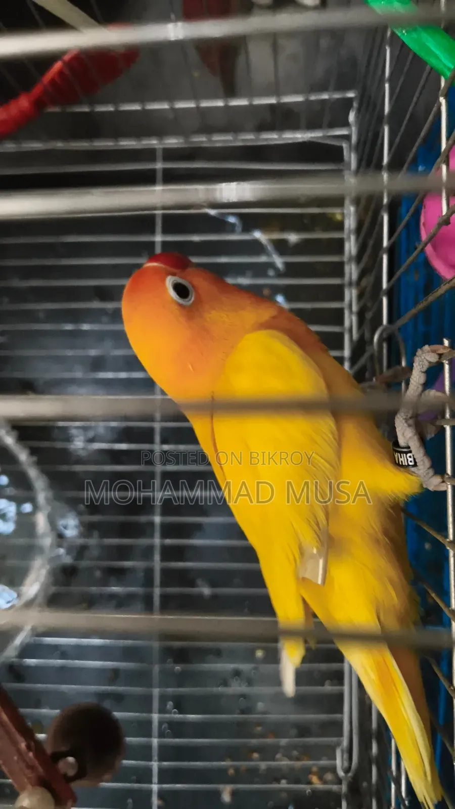 Love Bird Lutino