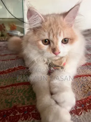 ১-৩ মাসের নর পিওরব্রেড পার্সিয়ান