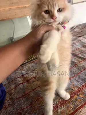 ১-৩ মাসের নর পিওরব্রেড পার্সিয়ান