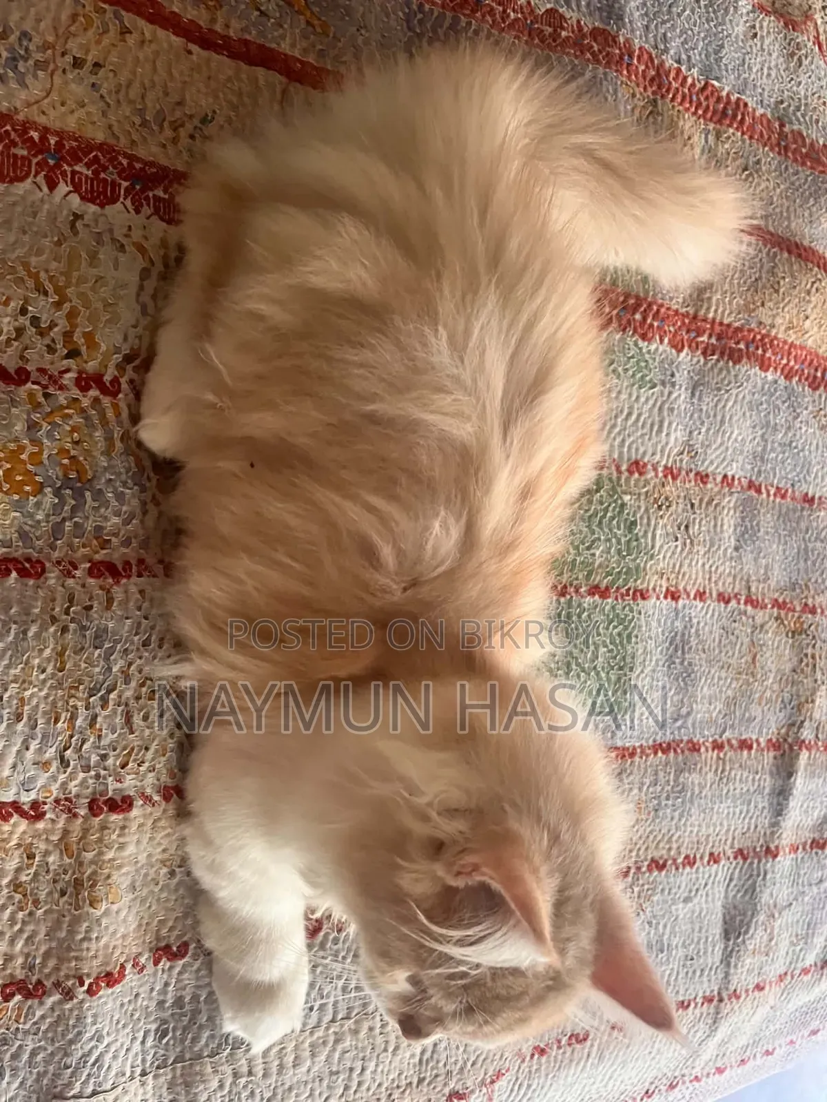 ১-৩ মাসের নর পিওরব্রেড পার্সিয়ান