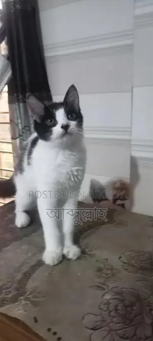 1-3 Months Female Mixed Breed Persian