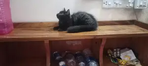 0-1 Month Female Mixed Breed Persian