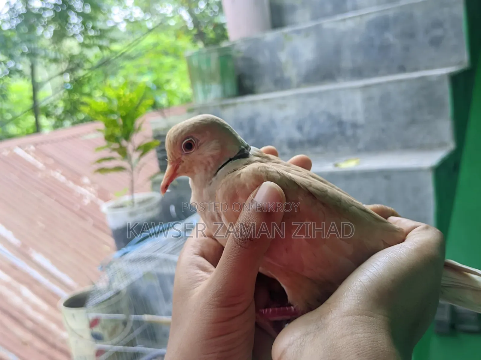 অস্ট্রেলিয়ান ঘুঘু