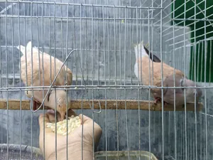 অস্ট্রেলিয়ান ঘুঘু