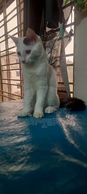 1-3 Months Male Mixed Breed Persian Cat