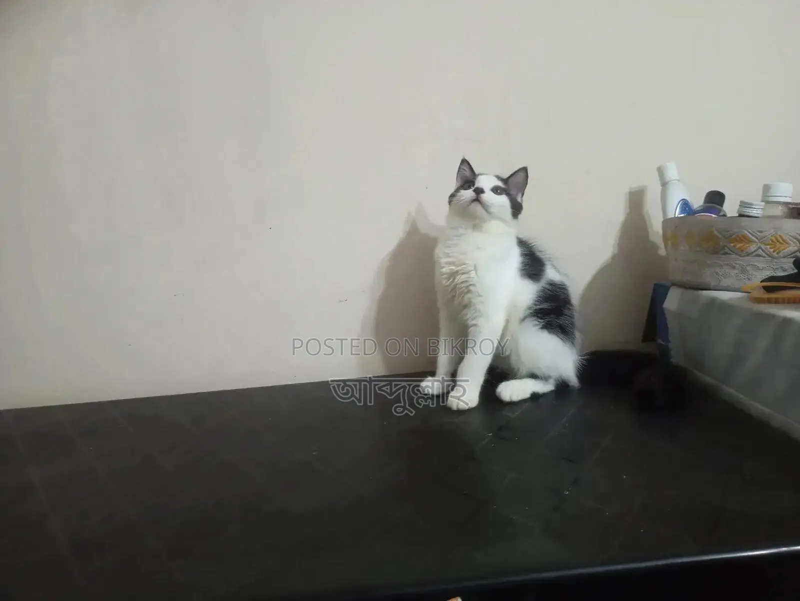 1-3 months Female Mixed Breed Persian