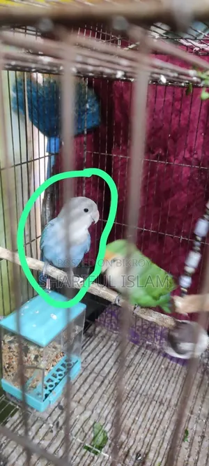 Love Bird and Bagie Bird With Cage Tk