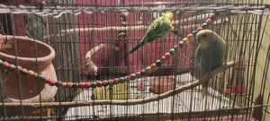 লাভ বার্ড এবং বাজি পাখি খাঁচাসহ দাম