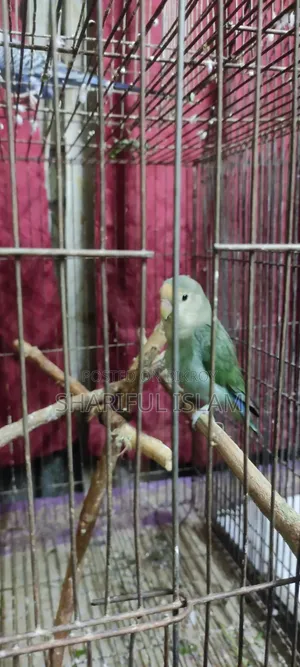 লাভ বার্ড এবং বাজি পাখি খাঁচাসহ দাম