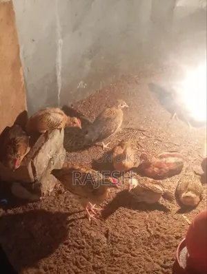 Desi chicken will be sold