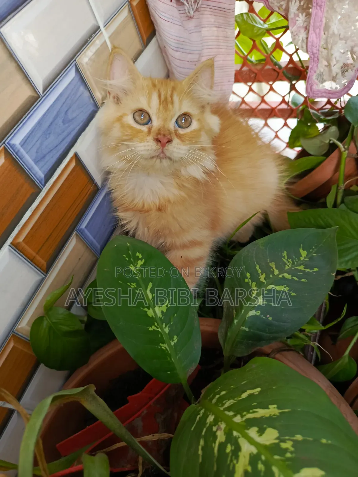 1-3 Months Female Purebred Persian
