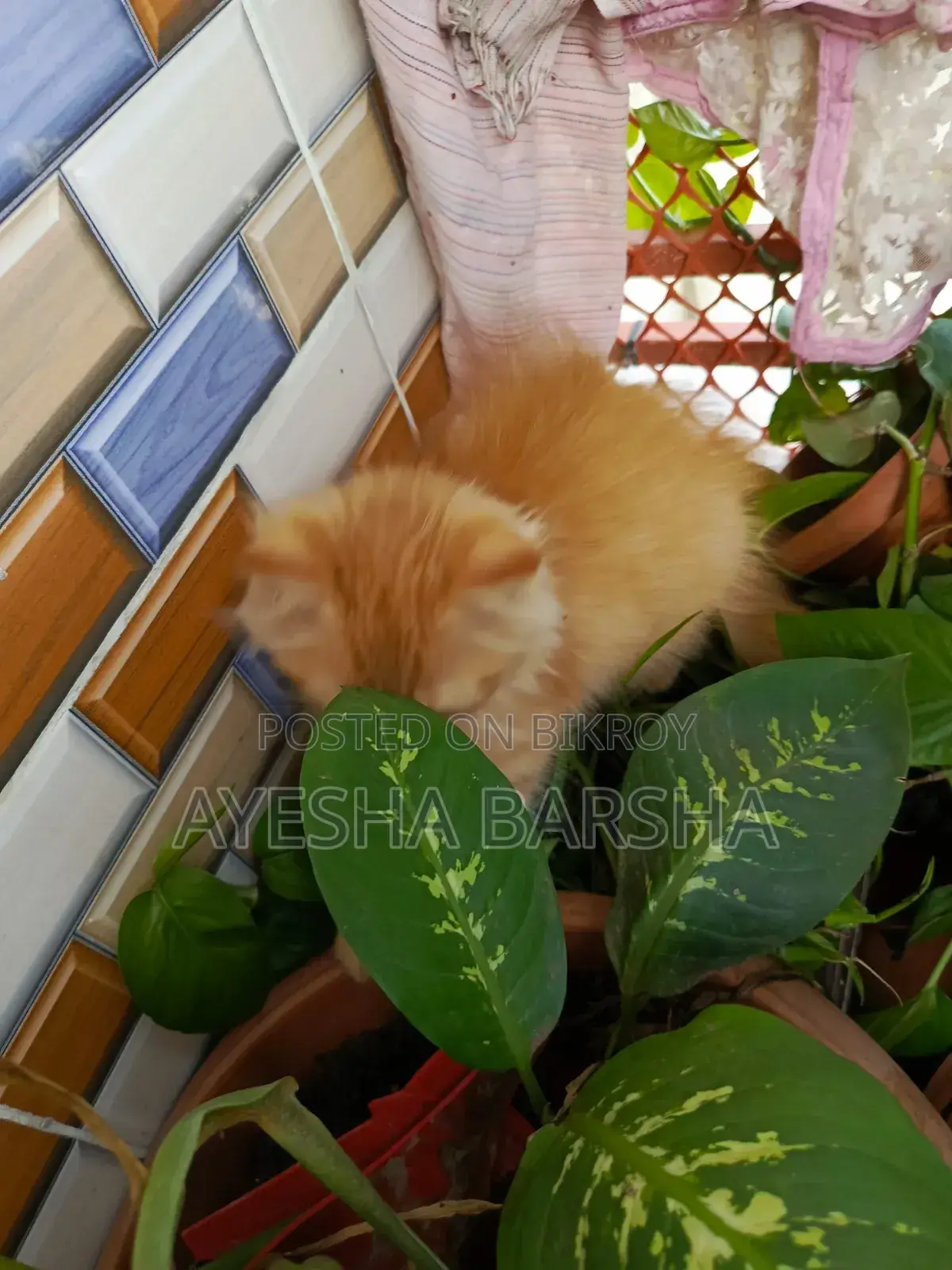 ১-৩ মাস বয়সী নারী খাঁটি পার্সিয়ান