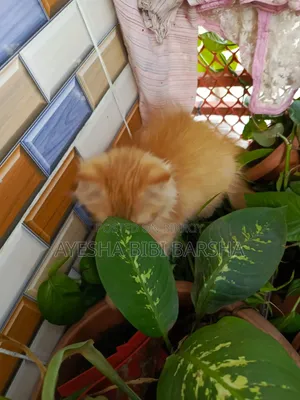1-3 Months Female Purebred Persian