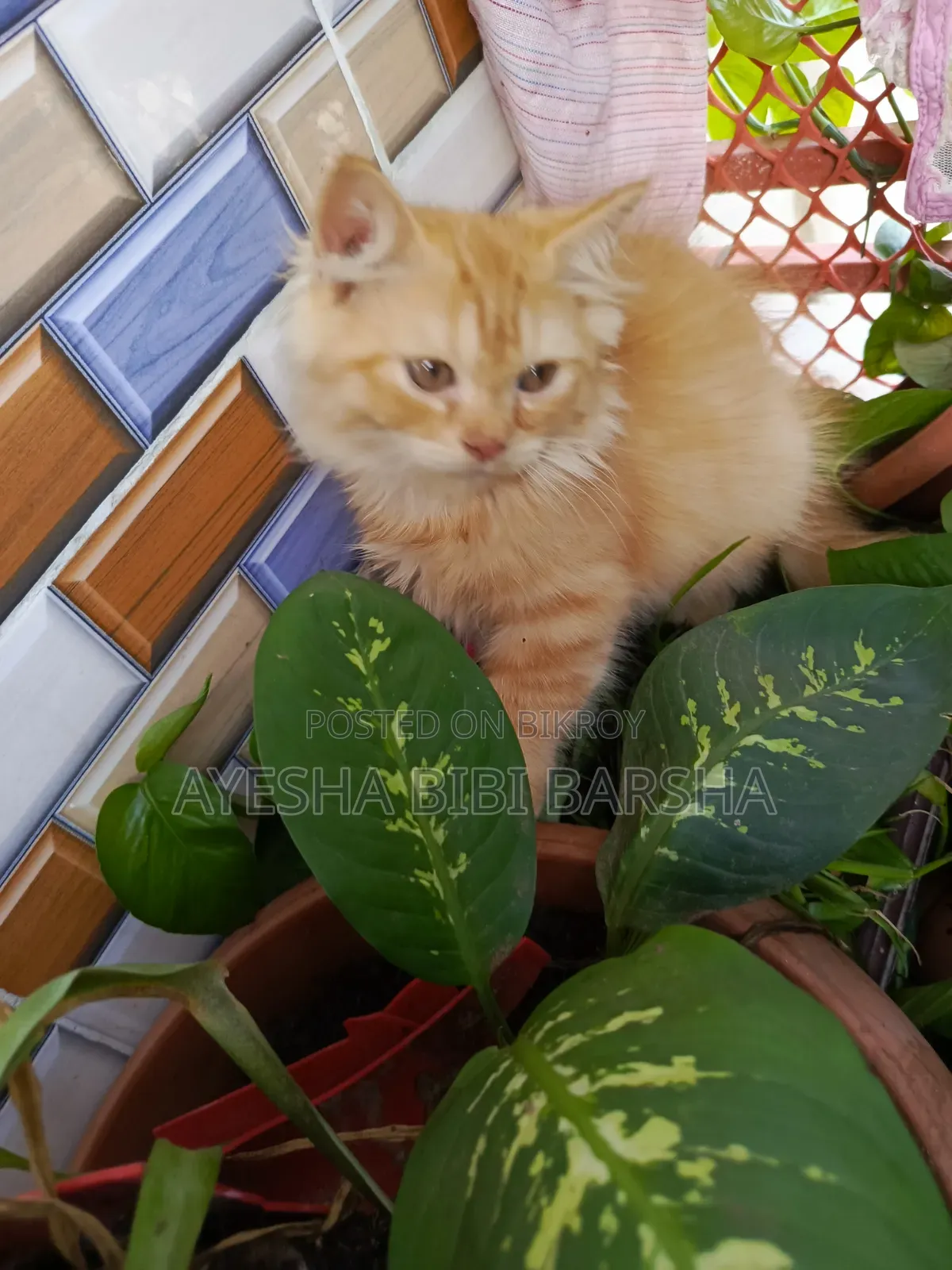 1-3 Months Female Purebred Persian