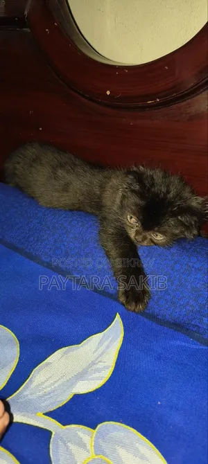 ৬-১২ মাসের পুরুষ বিশুদ্ধ পার্সিয়ান