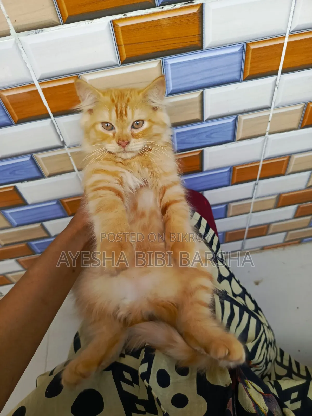 1-3 Months Female Purebred Persian