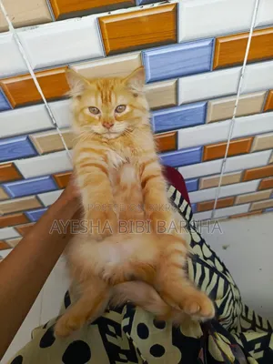 1-3 Months Female Purebred Persian