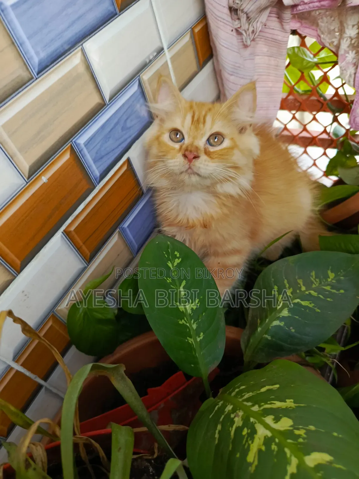 1-3 Months Female Purebred Persian