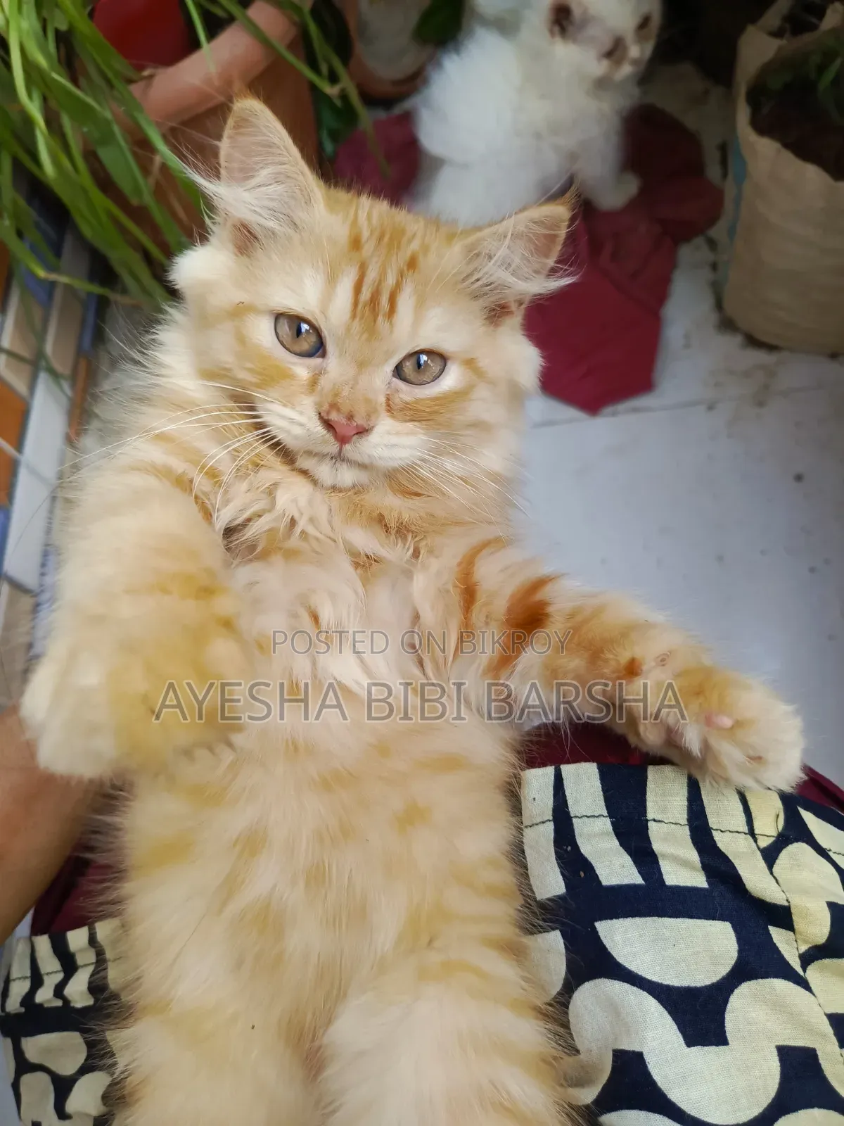 1-3 Months Female Purebred Persian
