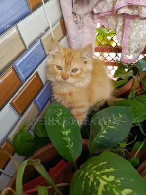 1-3 Months Female Purebred Persian