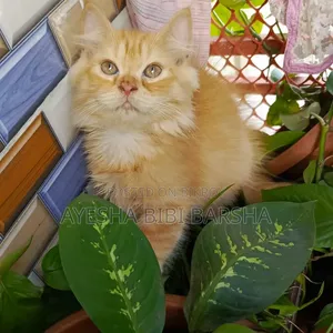 1-3 Months Female Purebred Persian