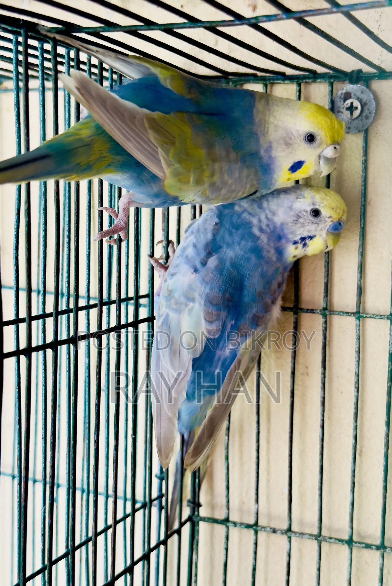Rainbow Budgerigar Running Pair