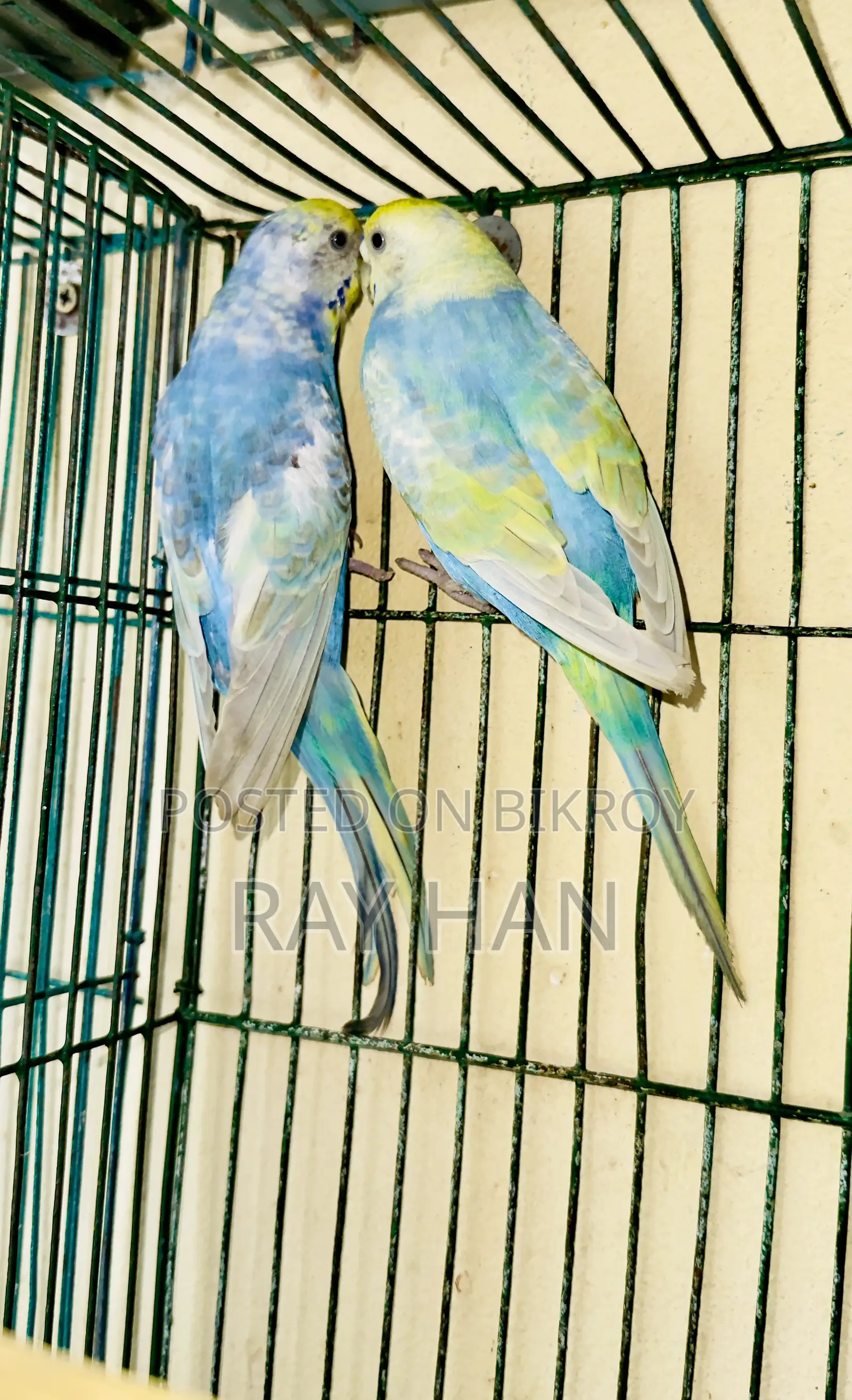 Rainbow Budgerigar Running Pair