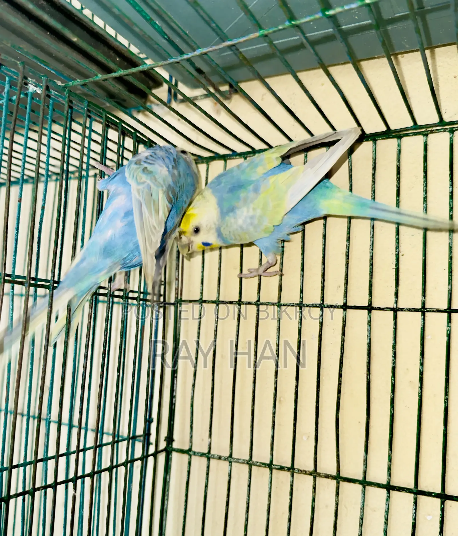 Rainbow Budgerigar Running Pair