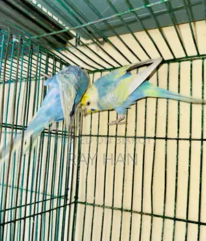 Rainbow Budgerigar Running Pair