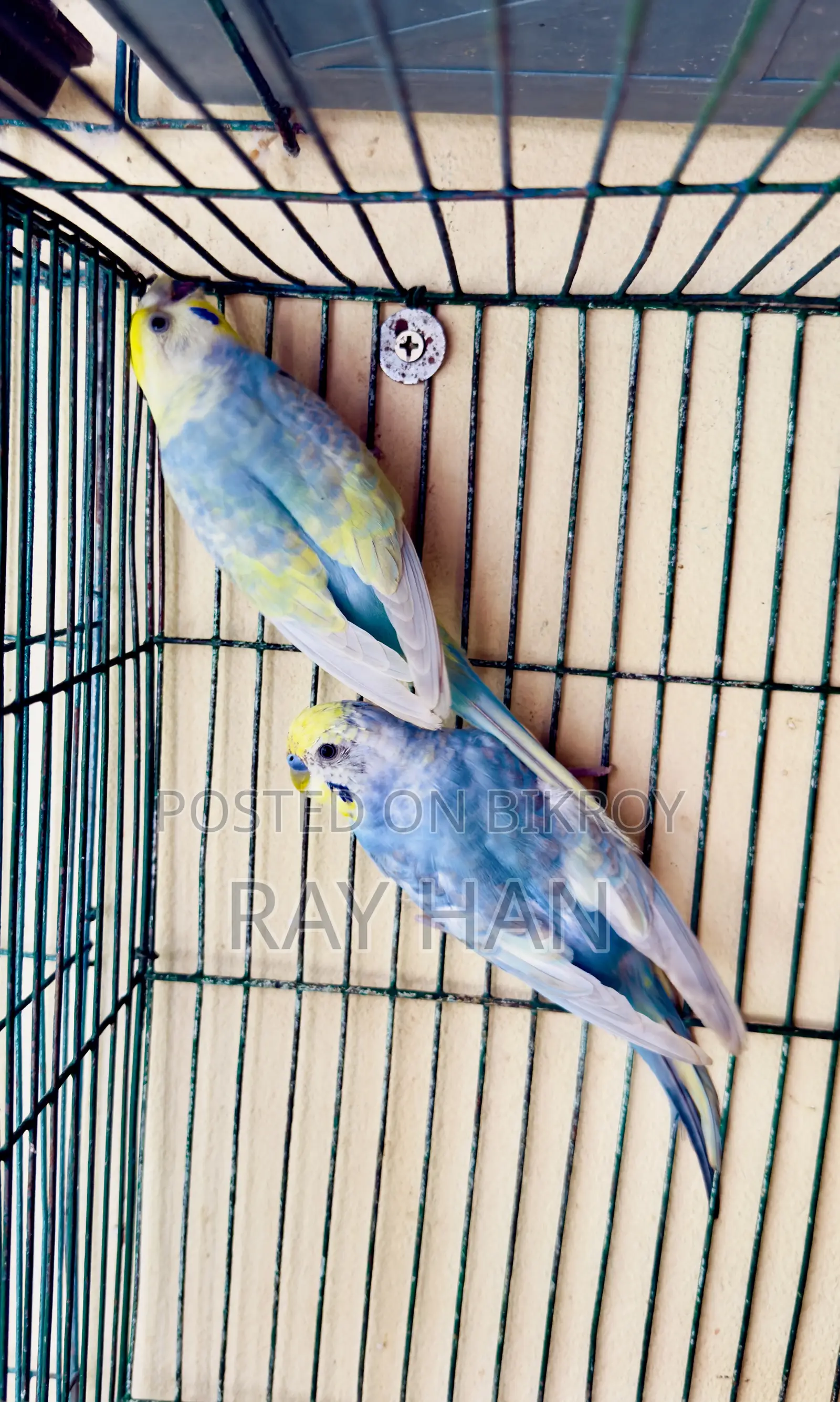 Rainbow Budgerigar Running Pair