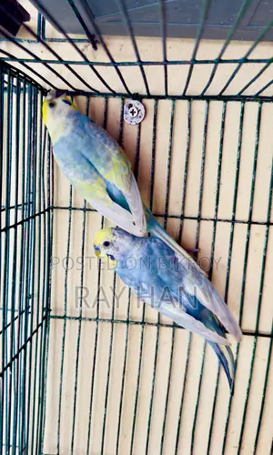 Rainbow Budgerigar Running Pair