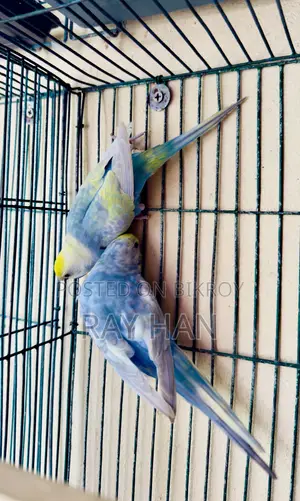 Rainbow Budgerigar Running Pair