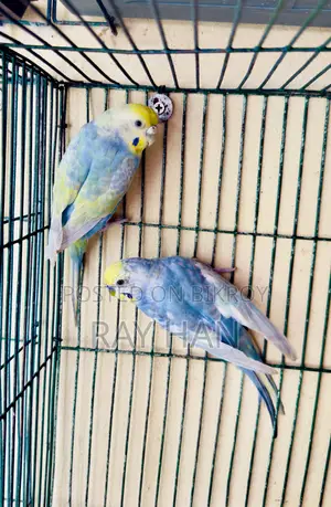 Rainbow Budgerigar Running Pair