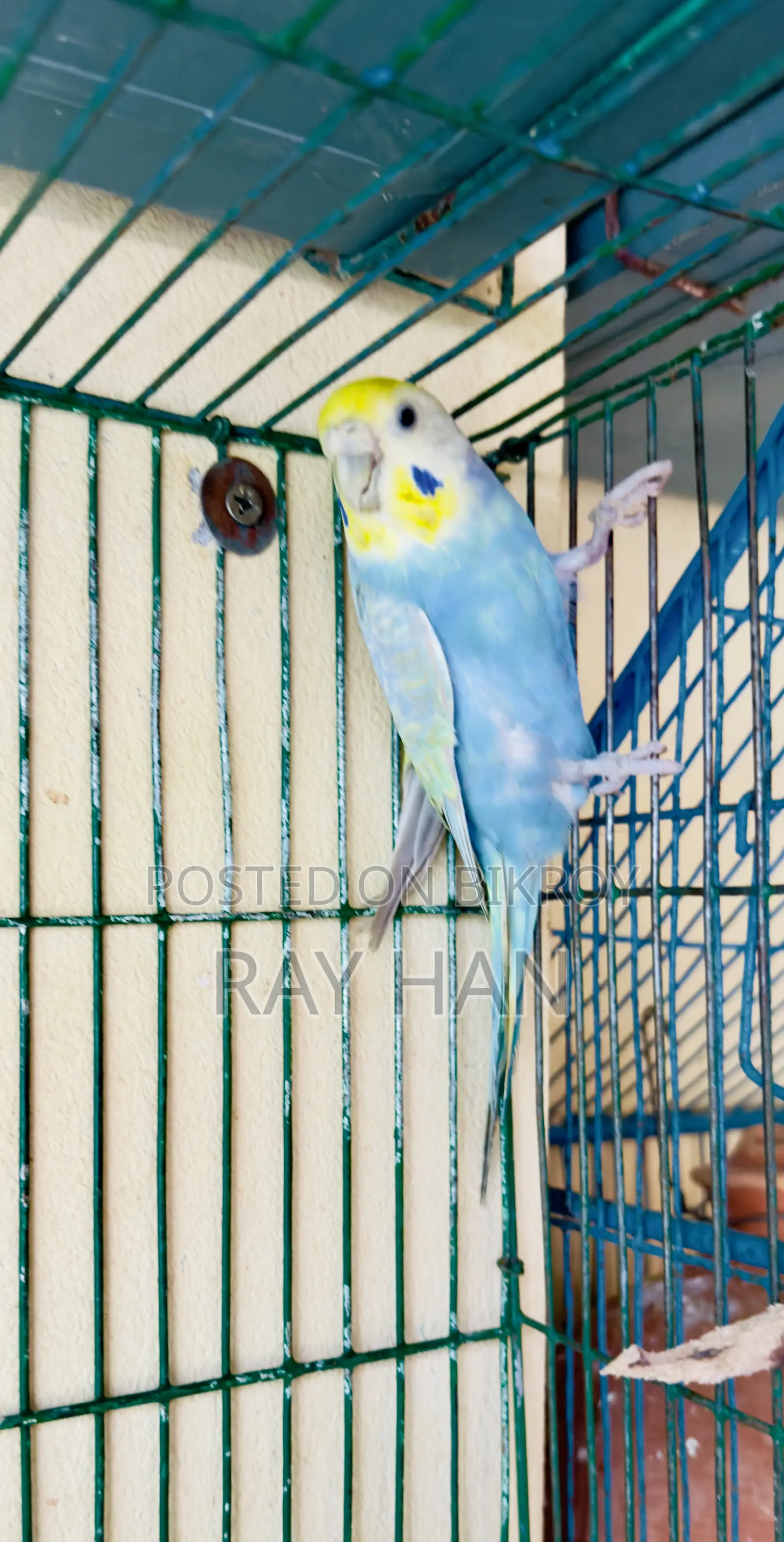 Rainbow Budgerigar Running Pair