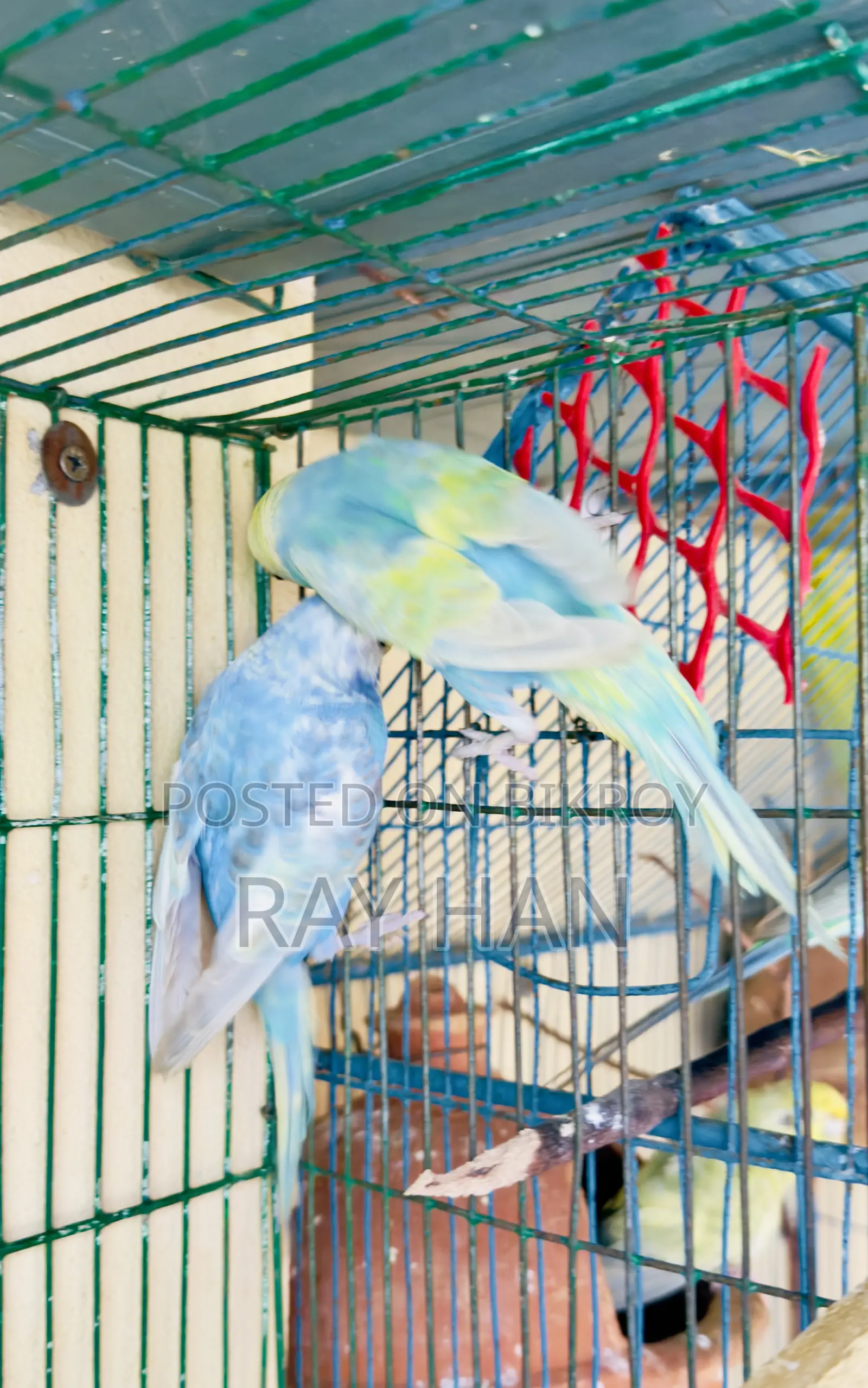 Rainbow Budgerigar Running Pair