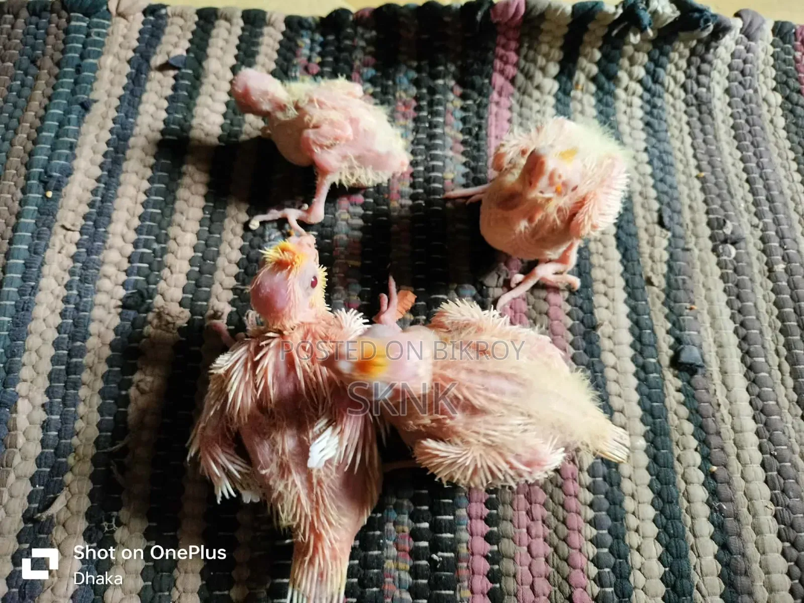 কোকাটেল বেবি