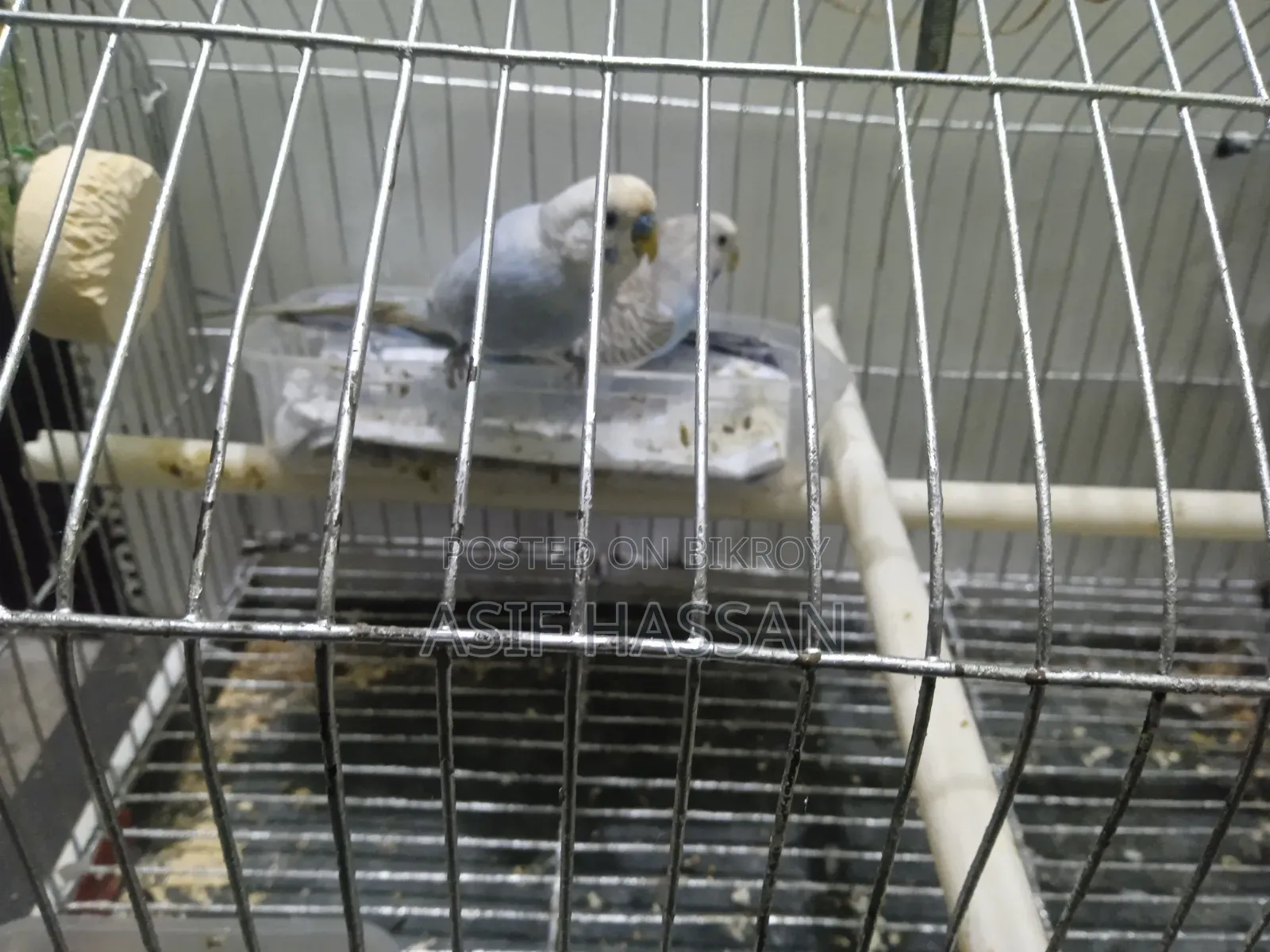 বাজরিগার পাখি