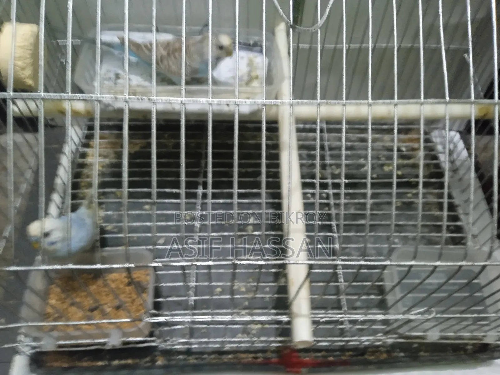 বাজরিগার পাখি