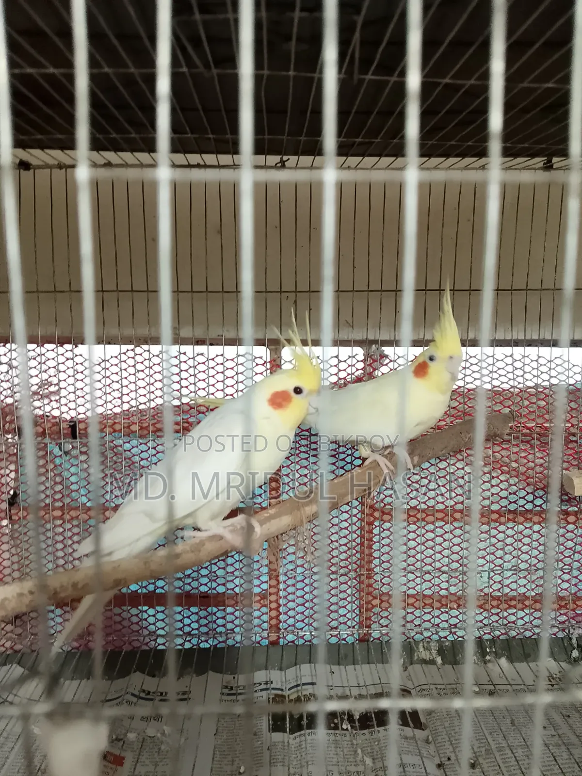 লুটিনো ককটেল রানিং জোড়া