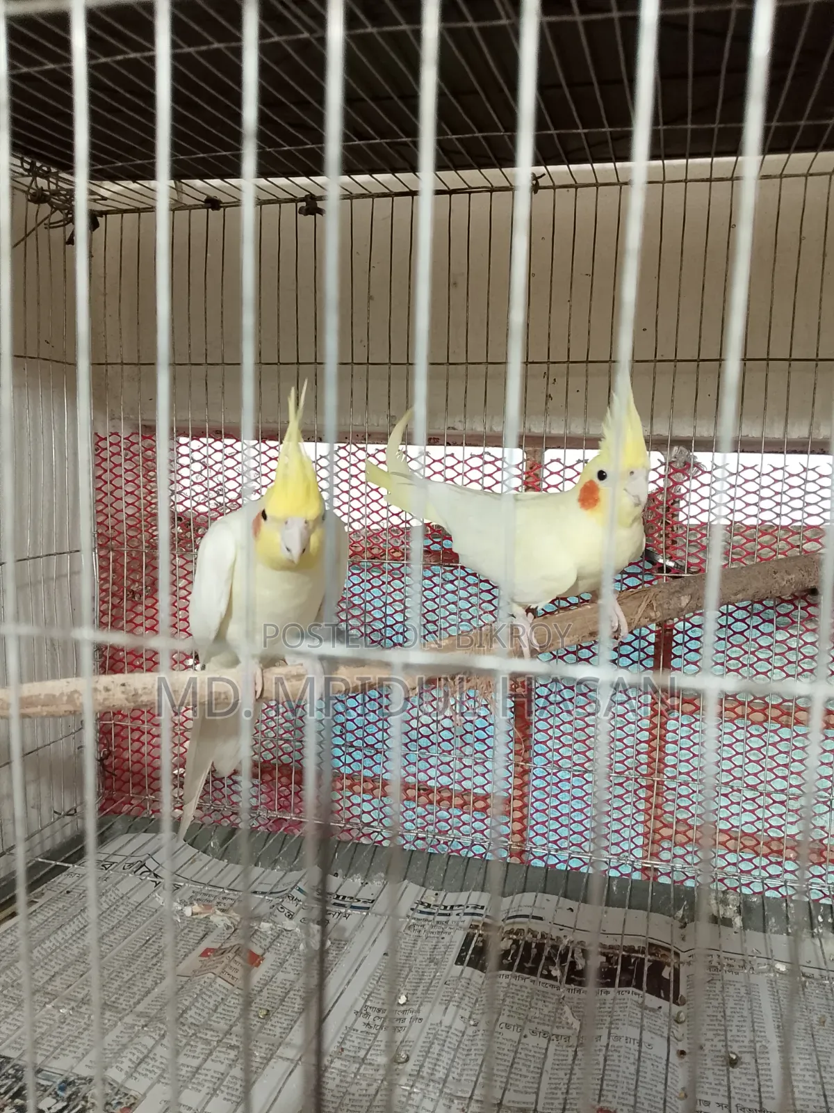 লুটিনো ককটেল রানিং জোড়া