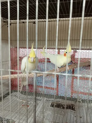 লুটিনো ককটেল রানিং জোড়া