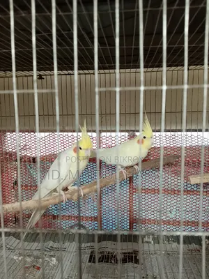লুটিনো ককটেল রানিং জোড়া